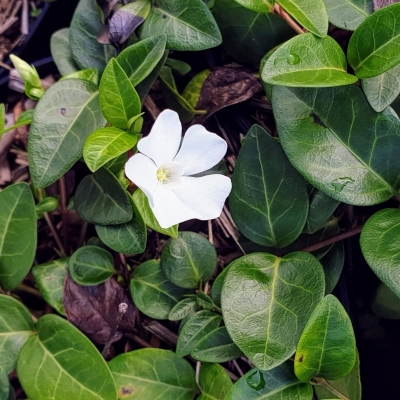 Petite Pervenche blanche