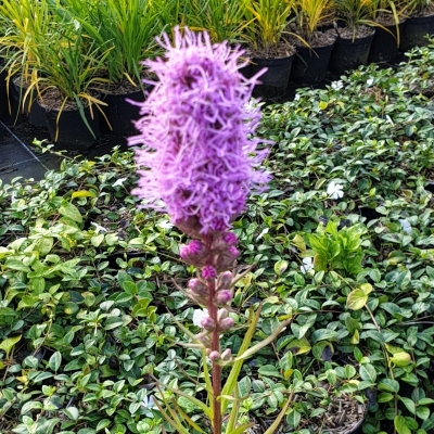 LIATRIS