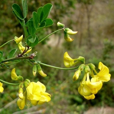 Coronille, Faux baguenaudier, Séné bâtard