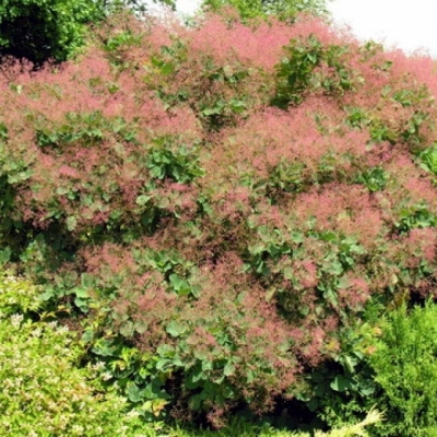 Arbre à perruque, Barbe de Jupiter