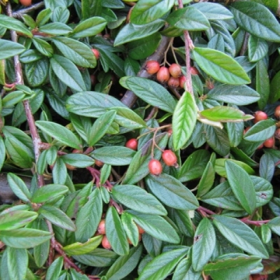 COTONEASTER