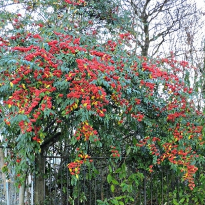 Cotoneaster Cornubia