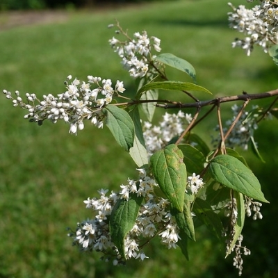 Deutzia ningpoensis, Deutzia chunii