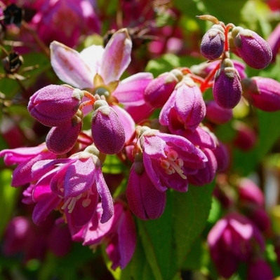 Deutzia scabra Atropurpurea