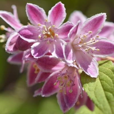 Deutzia purpurascens Kalmiiflora