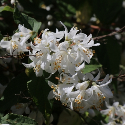 Deutzia x magnifica