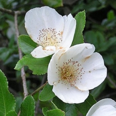 Eucryphia de Nymans