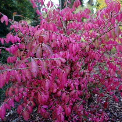 EUONYMUS / Fusain