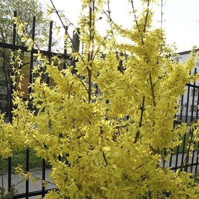 Mimosa de Paris Spectabilis