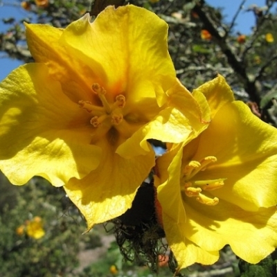 Fremontodendron California Glory