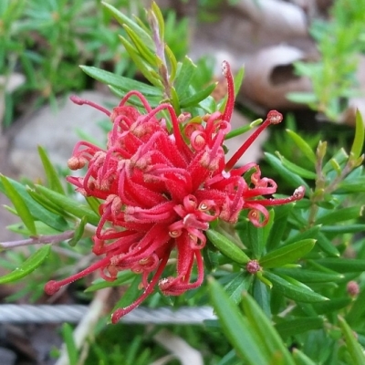 GREVILLEA