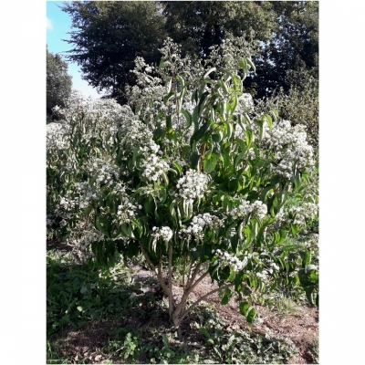 HEPTACODIUM