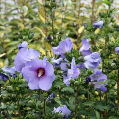 Althéa Oiseau Bleu, Rose de Chine Oiseau Bleu, Ketmie Oiseau Bleu