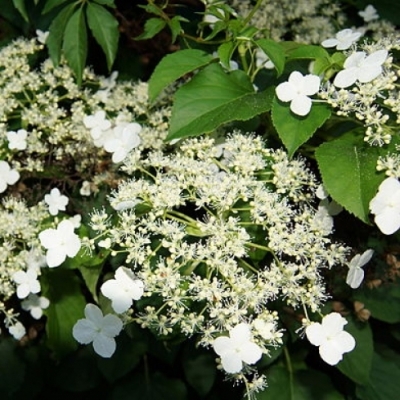 Hortensia grimpant