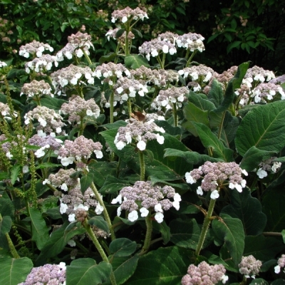 Hortensia aspera Sargentiana