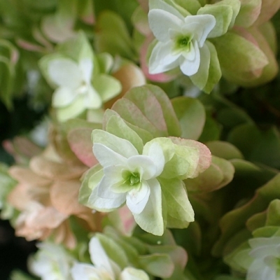 Hortensia à feuilles de chêne Snow Flake ®