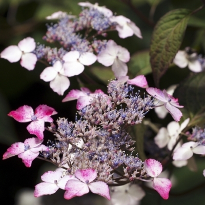 Hortensia des montagnes du Japon Beni Gaku