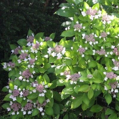 Hortensia des montagnes du Japon Bluebird