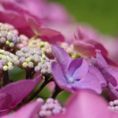 Hydrangea serrata Graciosa