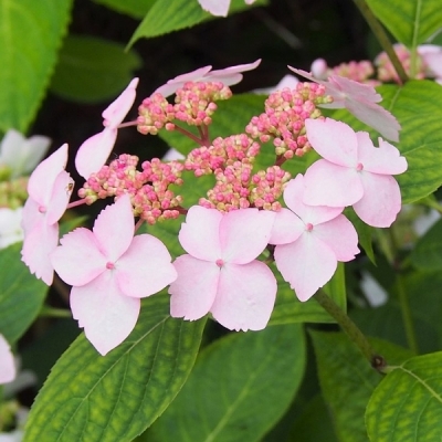 Hortensia des montagnes du Japon Grayswood