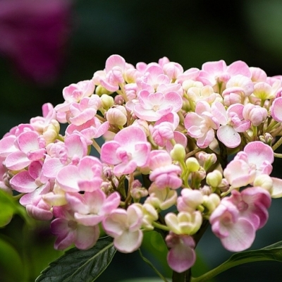 Hortensia à grandes feuilles Ayesha