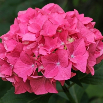 Hortensia à grandes feuilles Forever Pink