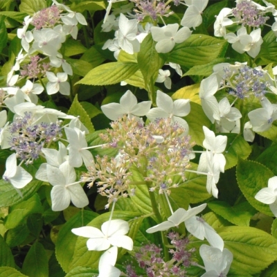 Hortensia à grandes feuilles Lanarth White