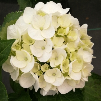 Hortensia à grandes feuilles Soeur Thérèse