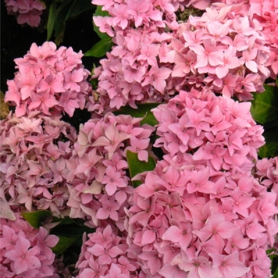 Hortensia à grandes feuilles Tovelit