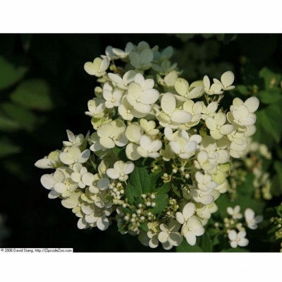 Hortensia paniculé Compacta