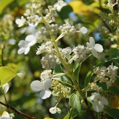 Hortensia paniculé Kyushu