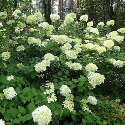 Hortensia paniculé Limelight ®