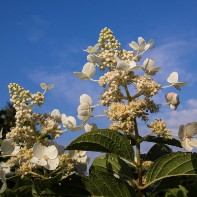 Hortensia paniculé Tardiva