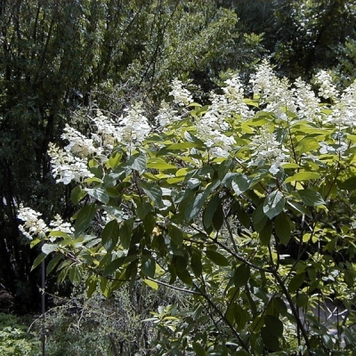 Hortensia paniculé Unique