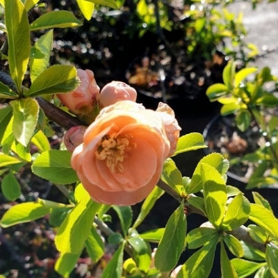 CHAENOMELES / Cognassier du japon