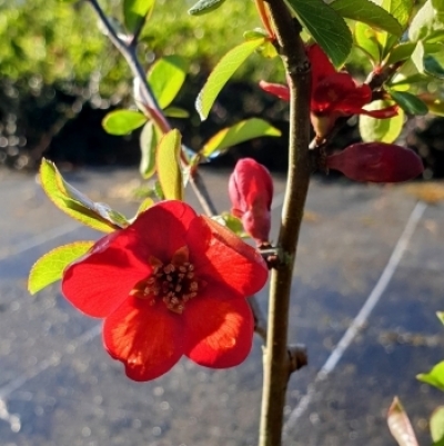 Cognassier du japon Crimson and Gold