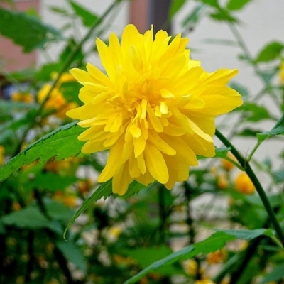 Corête du Japon Pleniflora