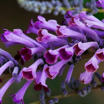 Buddleja lindleyana