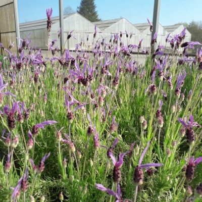 LAVANDULA / Lavande