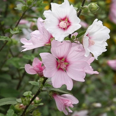 LAVATERA