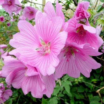 Mauve en arbre Rosea