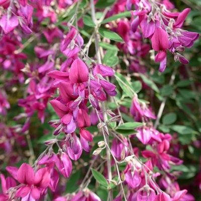 Lespedeza de thunberg