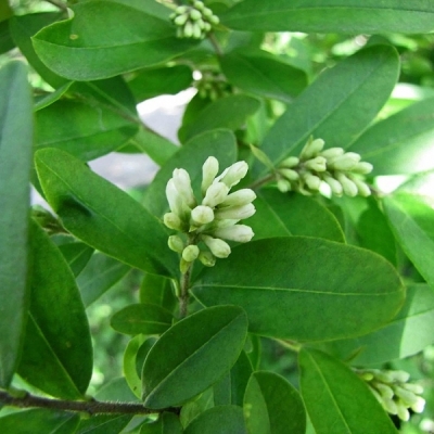 LIGUSTRUM / Troène