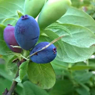 LONICERA / Chèvrefeuille