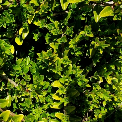 Chèvrefeuille à feuilles de buis Maigrün