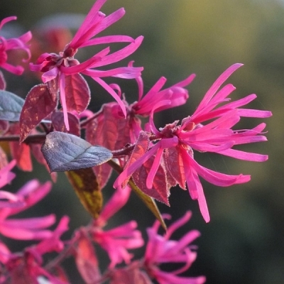 Loropetalum de Chine Fire Dance