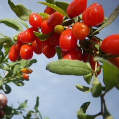 LYCIUM / Baie de goji