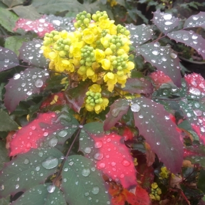 MAHONIA