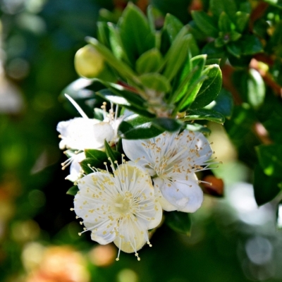 Myrte de Tarente