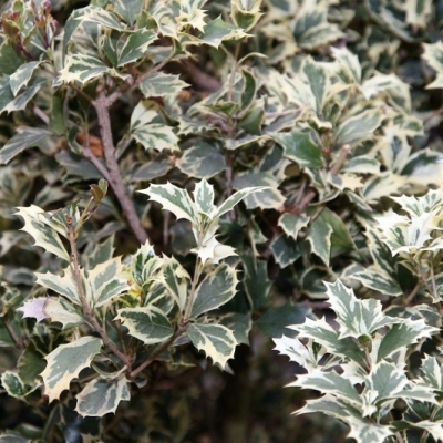 Osmanthe heterophyllus Variegatus